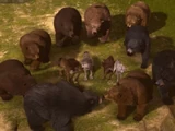 Bears