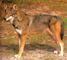 Red Wolf