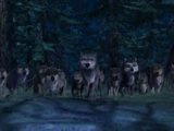 The Western Pack