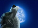 Moonlight Howl