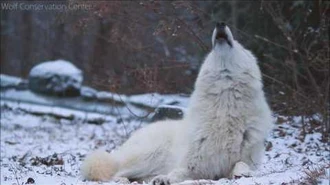 Beautiful_Wolf,_Beautiful_Howl.