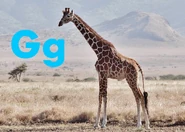 G is for Giraffe