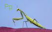 Praying Mantis