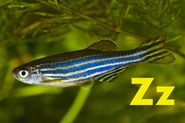 Z is for Zebrafish