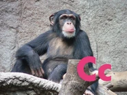 Chimpanzee