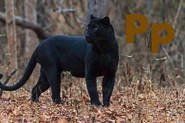 Panther