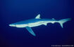 Blue Shark