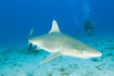 Blacknose Shark