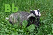 Badger