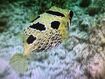 Black-Blotched Porcupinefish