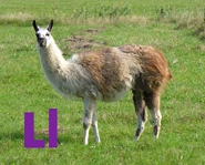 Llama