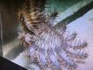 Crown-Of-Thorns Starfish