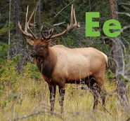 Elk