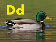 D is for Duck