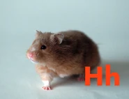 Hamster