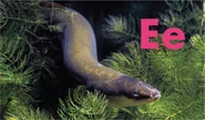 E is for Eel