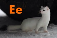 Ermine