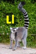 Lemur