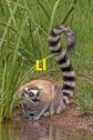 Lemur