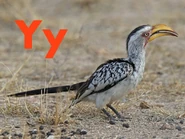 Y is for Yellow-Billed Hornbill