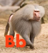 Baboon