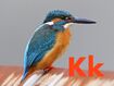 Kingfisher