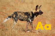 African Wild Dog