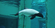 Commerson's Dolphin