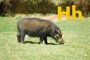 Hog