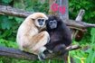 Gibbon