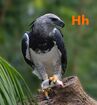 Harpy Eagle