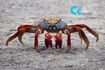 Crab