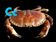 Crab