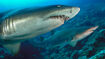 Sand Tiger Shark