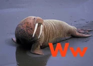 Walrus