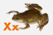 Xenopus