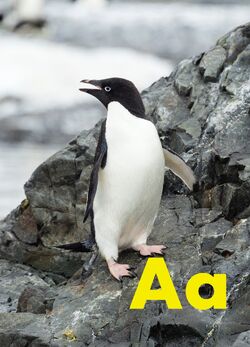 Adelie penguin 様オーダー a-adelie-emperor-king-gentoo-