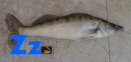 Zander