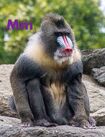 Mandrill