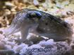 Kobi Cuttlefish