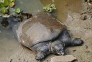 Black Softshell Turtle