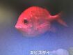 Japanese Soldierfish