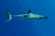 Great White Shark