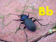 Beetle
