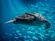 Green Sea Turtle