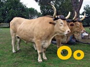Ox