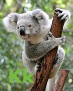 Koala