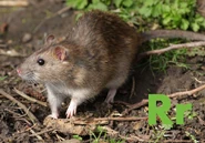 R is for Rat