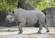 Black Rhinoceros