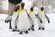 King Penguin